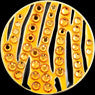 Bella Crystal Ball Marker